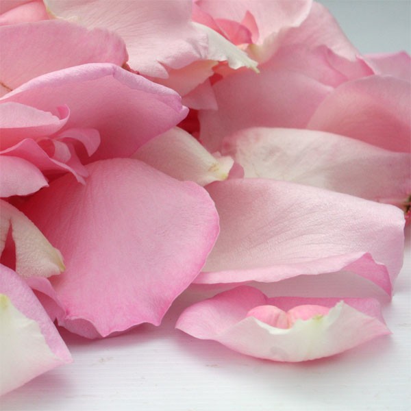 2066-Petales-de-roses-frais-roses.jpg