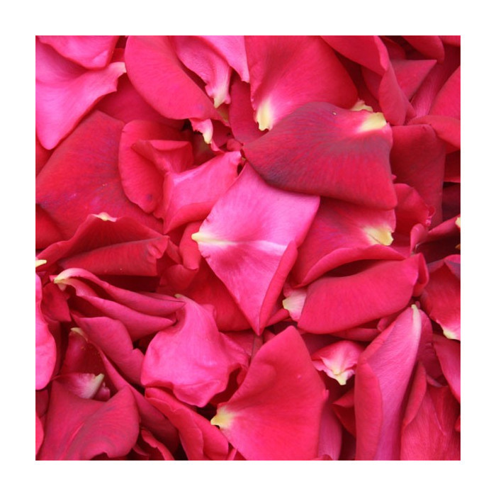 5090-Petales-de-roses-frais-rouges.jpg